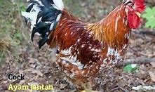 Anak Ayam Jantan Bahasa Inggrisnya