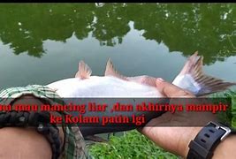 Mimpi Mancing Ikan Patin Besar Togel